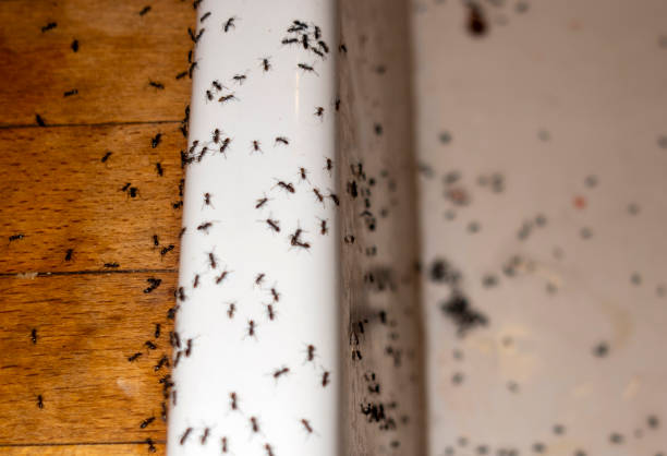Best Cockroach Control Services  in Withamsville, OH