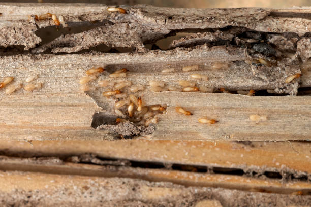Best Wasp Removal Services  in Withamsville, OH